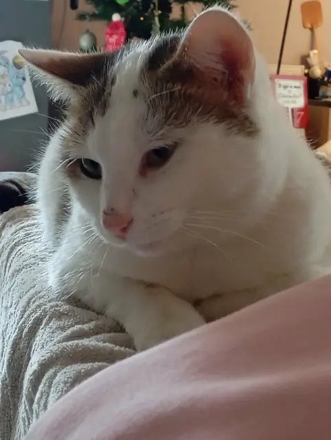 chatte lost   12150 Sévérac d'Aveyron Tokyo