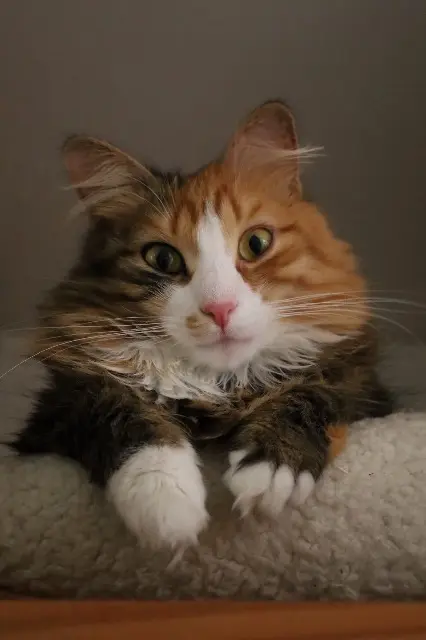 chatte lost   12510 Olemps Vayrac