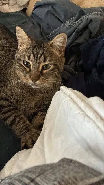 chatte lost   12000 Rodez Violette