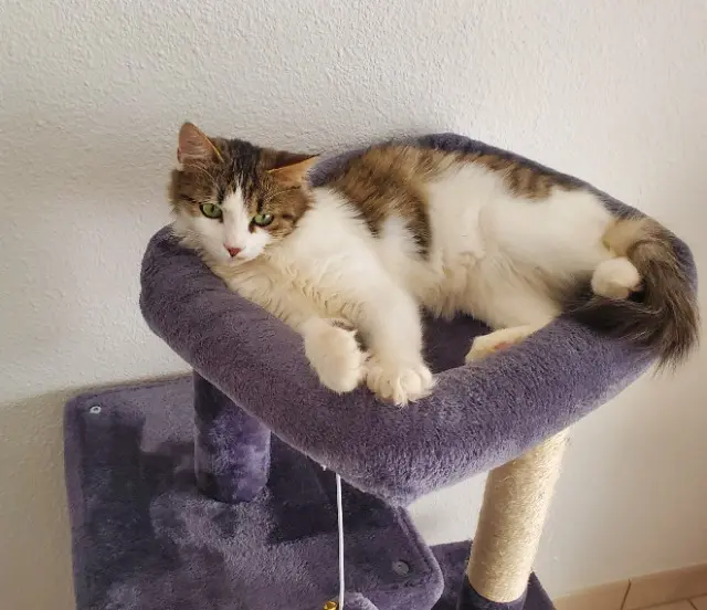 chatte lost   12510 Olemps Yuina