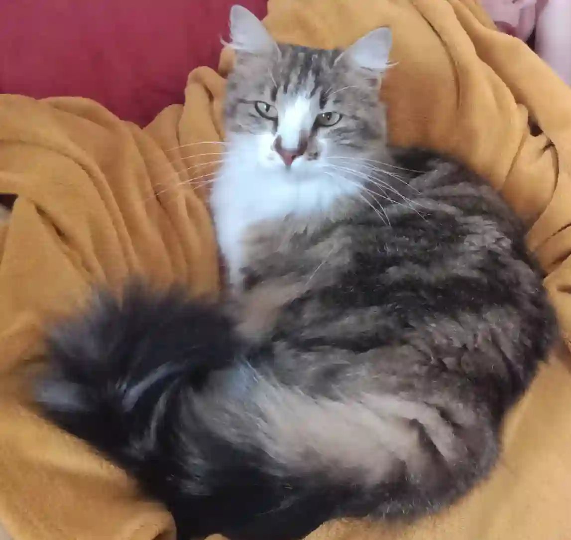 Chatte Perdue 12 Aveyron Chatte Perdue 12 Aveyron