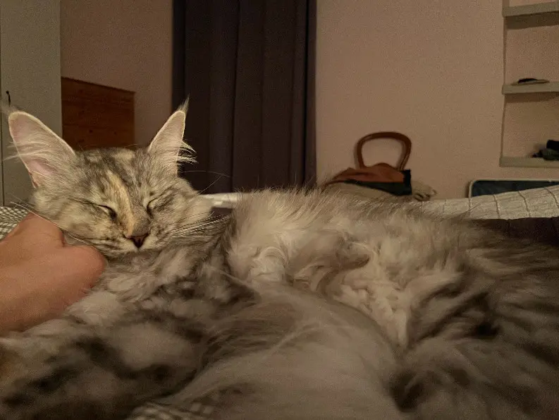 Chatte Perdue 12 Aveyron Chatte Perdue 12 Aveyron