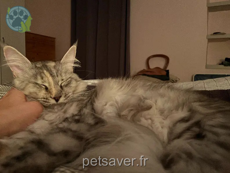Chatte Perdue 12 Aveyron Chatte Perdue 12 Aveyron