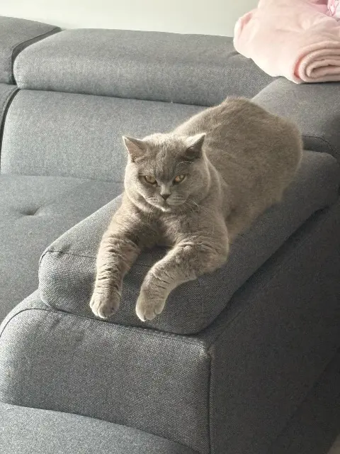 chatte lost   12100 Millau Sofa