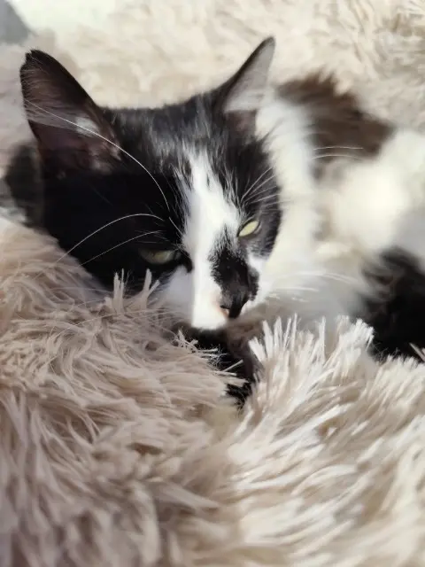 chatte lost   13210 Saint-Rémy-de-Provence Abby