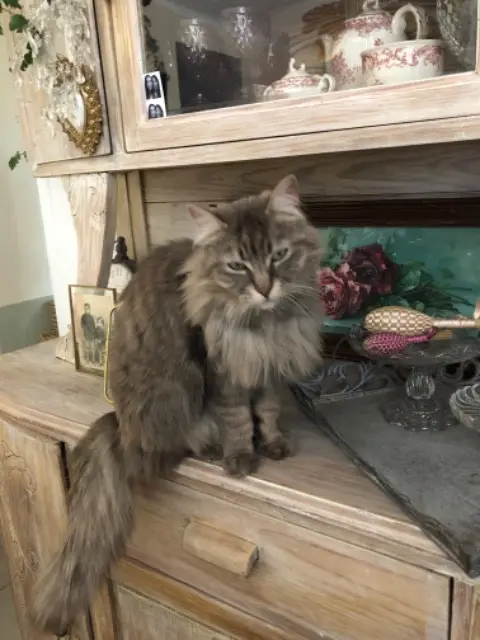chatte lost   13240 Septèmes-les-Vallons Adelaide