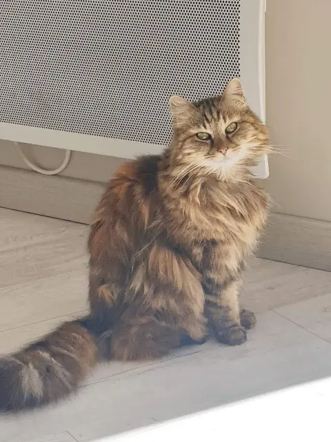 chatte lost    Aix-en-Provence Mimine