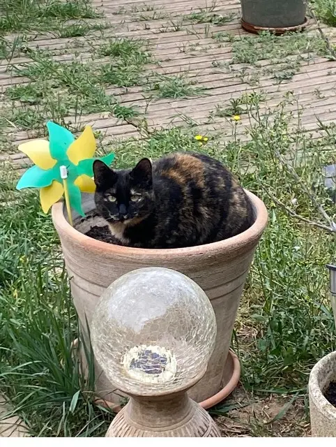 chatte lost    Aix-en-Provence MIQUETTE