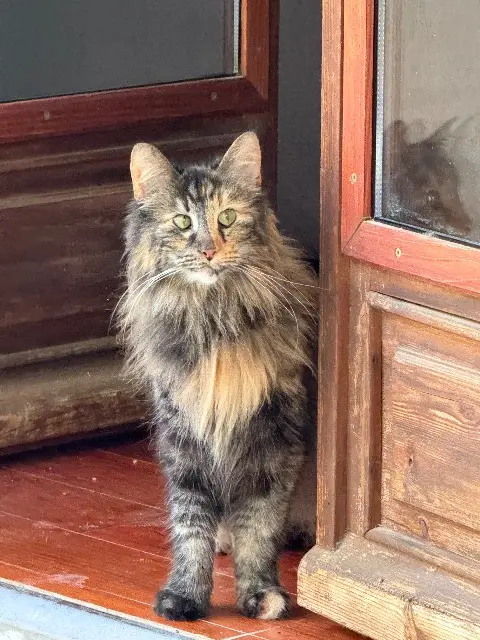 chatte lost    Aix-en-Provence Nala