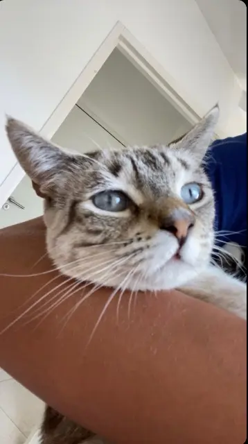 chatte lost    Aix-en-Provence Seiya