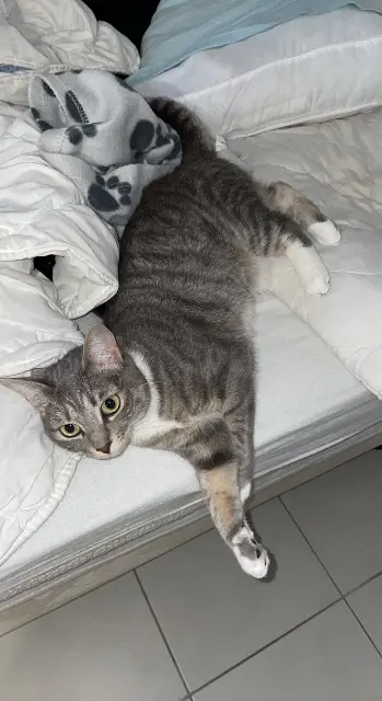 chatte lost    Aix-en-Provence maya