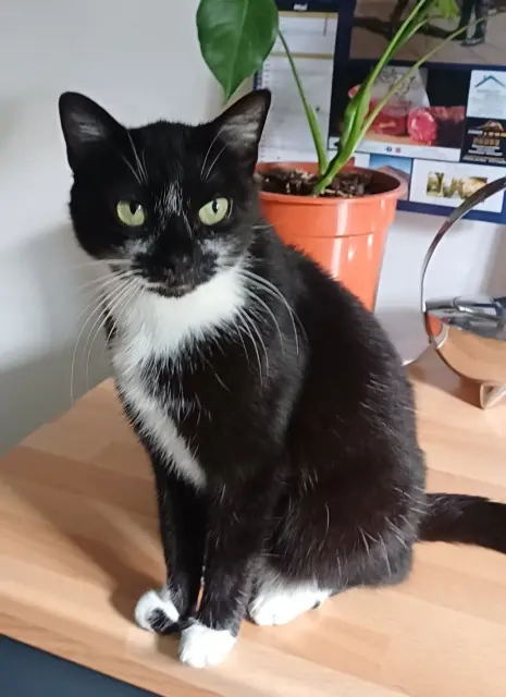 cat lost    Aix-en-Provence Selma