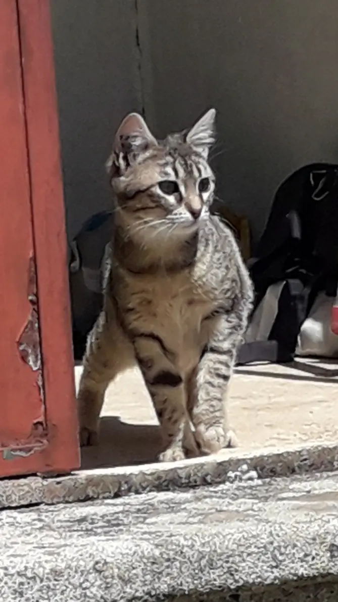 Chatte Perdue 13 Bouches-du-Rhône Aix-en-Provence - Angie Chatte Perdue 13 Bouches-du-Rhône Aix-en-Provence - Angie
