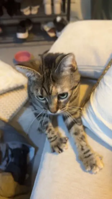 chatte lost    Aix-en-Provence Citrouille