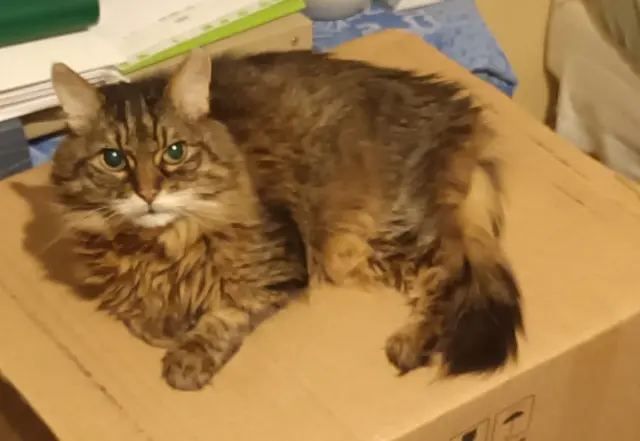 chatte lost    Aix-en-Provence Latchar