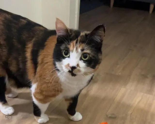 chatte lost    Aix-en-Provence Ouna