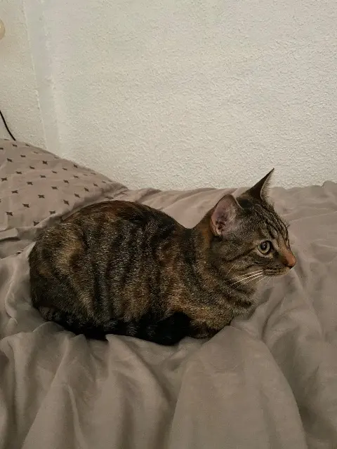 chatte lost   13980 Alleins Alia