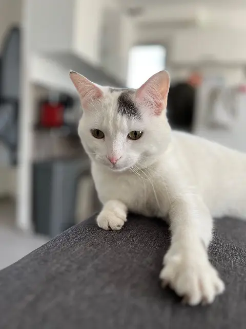 chatte lost   13180 Gignac-la-Nerthe Amy