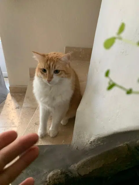 chatte lost   13580 La Fare-les-Oliviers Annie