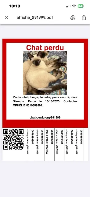 chatte lost   13170 Les Pennes-Mirabeau Anora