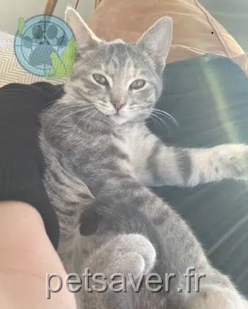 gata lost   13400 Aubagne Athéna