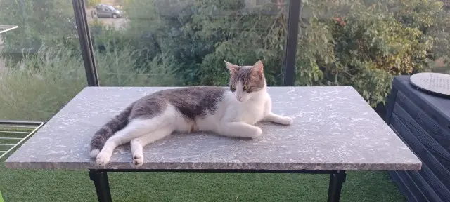 chatte lost    Martigues Aya