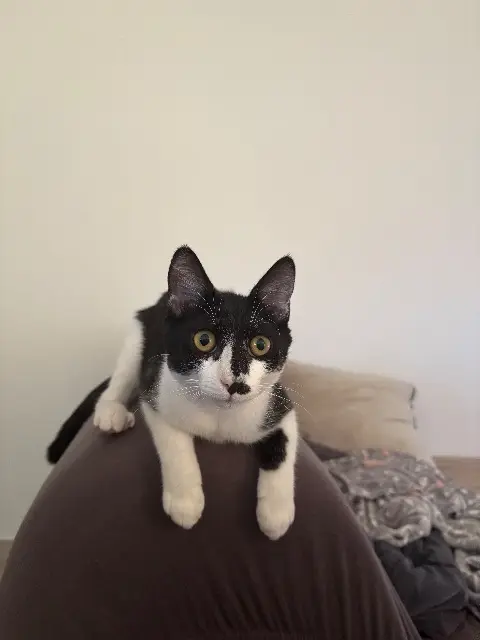 chatte lost   13170 Les Pennes-Mirabeau Aïka