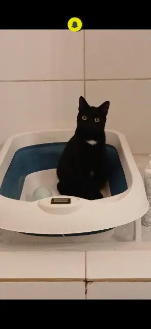chatte lost   13660 Orgon Bagheera