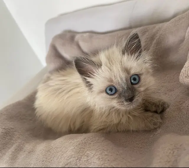 chatte lost    Istres Bella
