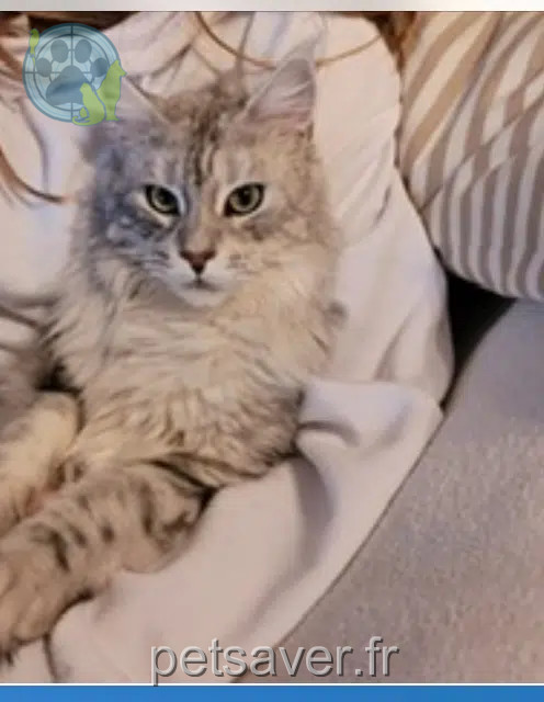 chatte lost   13500 Martigues Belle