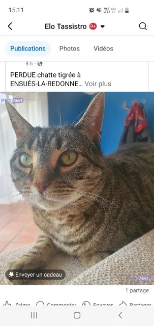 chatte lost   13820 Ensuès-la-Redonne Cali