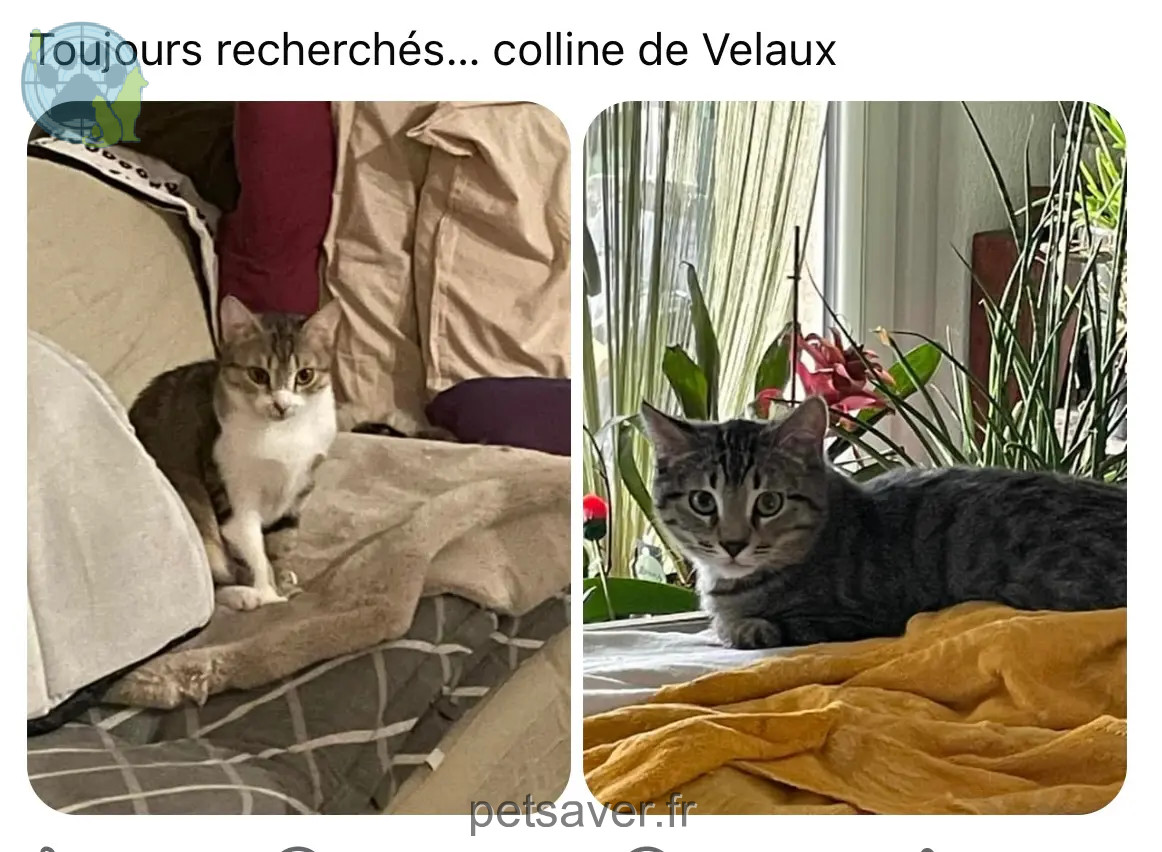 Chatte Perdue 13 Bouches-du-Rhône - Canaille-et-fripouille Chatte Perdue 13 Bouches-du-Rhône - Canaille-et-fripouille