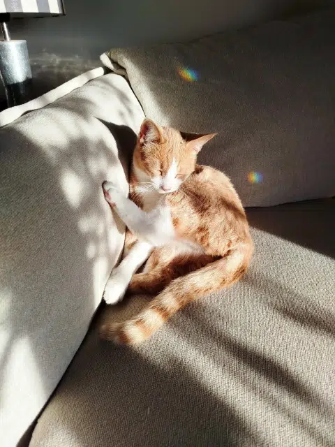 chatte perdue 13840 Rognes Caramelle chatte lost 13840 Rognes Caramelle