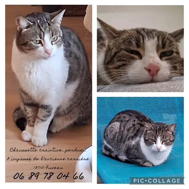 chatte lost   13710 Fuveau Chaussette