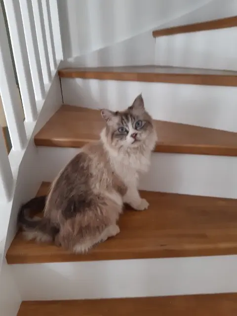 chatte lost   13300 Salon-de-Provence Corsina