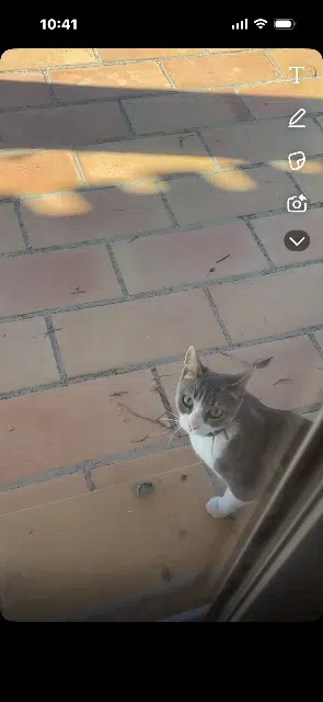 chatte lost   13840 Rognes Crystal