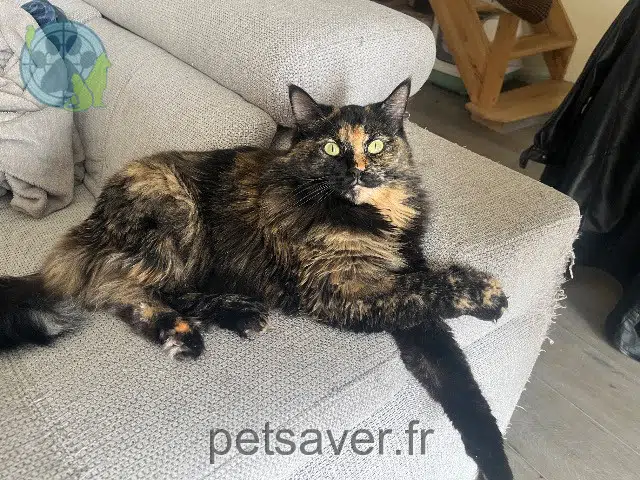 chatte lost   13240 Septèmes-les-Vallons Dalida