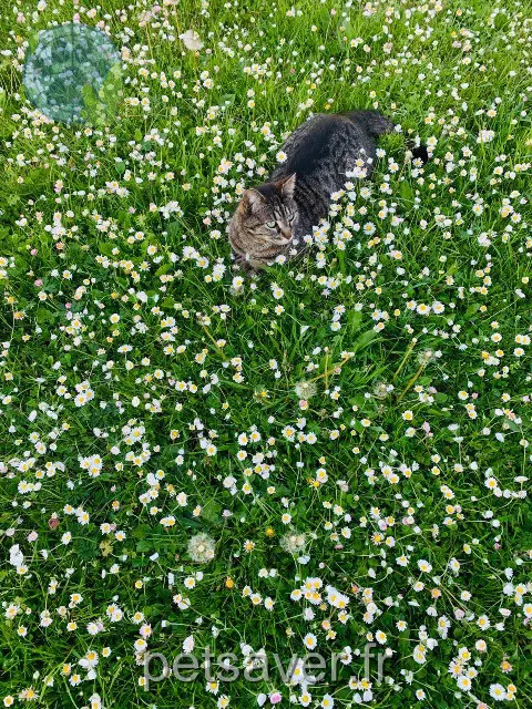 kat vermist 13320 Bouc-Bel-Air Dieyla kat lost 13320 Bouc-Bel-Air Dieyla