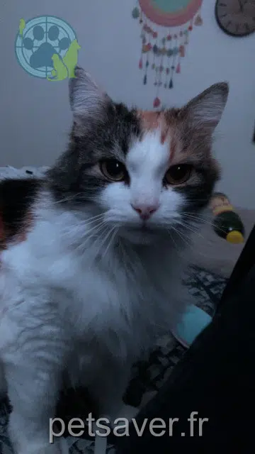 cat lost   13800 Istres Dory