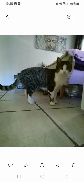 chatte lost   13660 Orgon Fifille