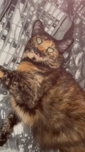 chatte lost   13600 La Ciotat Fusée