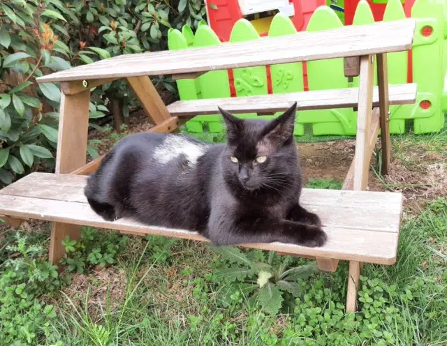 chatte lost   13520 Paradou Galway