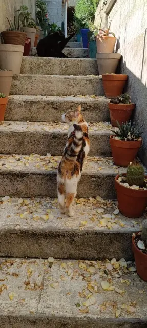 chatte lost   13821 La Penne-sur-Huveaune Gaufrette