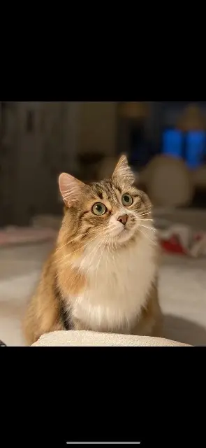 chatte lost   13760 Saint-Cannat Gisele