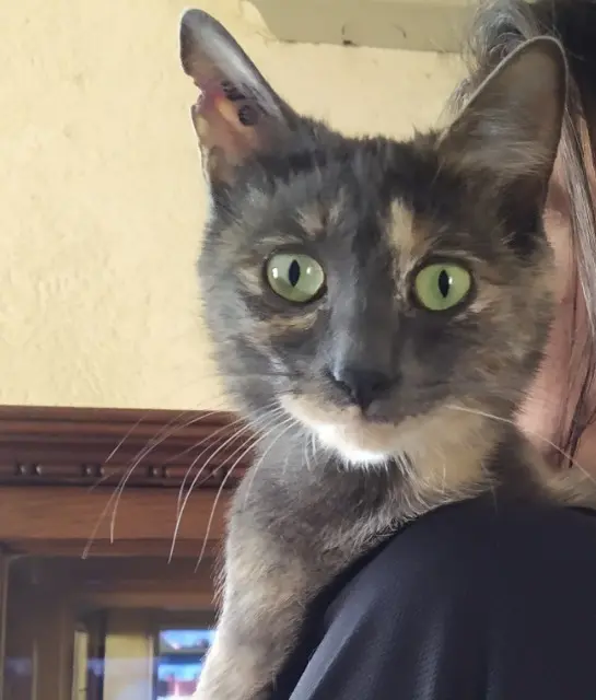 chatte lost    Martigues Grigri