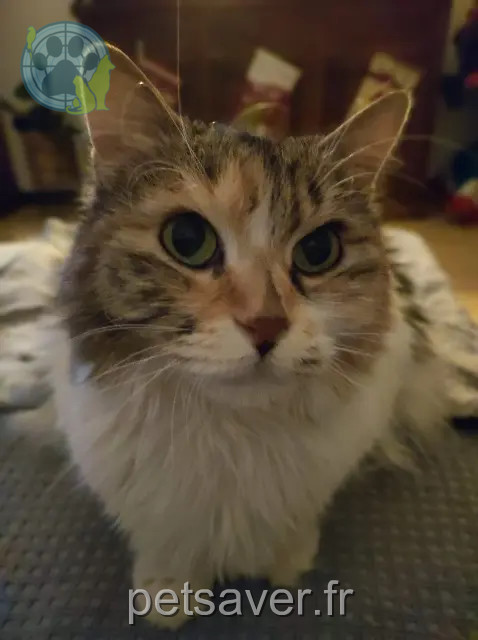 kat vermist Istres Happy kat lost Istres Happy