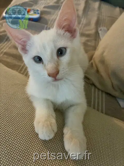 cat lost 13300 Salon-de-Provence Harmony
