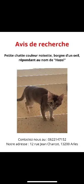 chatte lost    Arles Hazel