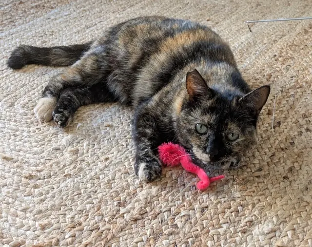 chatte lost   13350 Charleval Indi