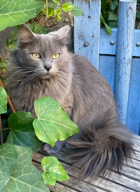 chatte lost   13710 Fuveau Jazz